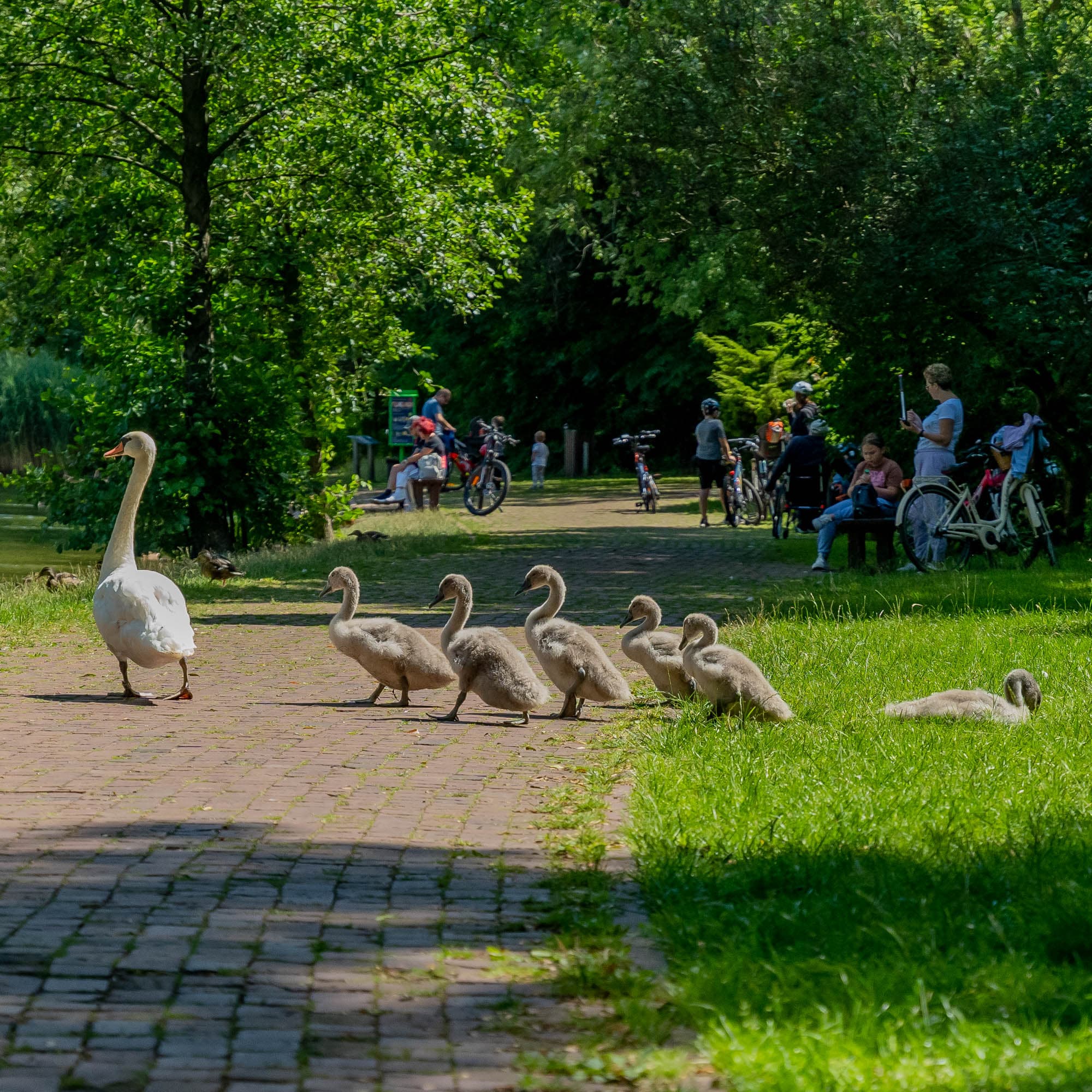 Łabędzi